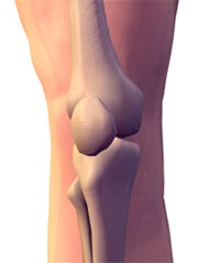 ortho knee