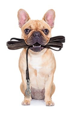 dog holding leash in mouth