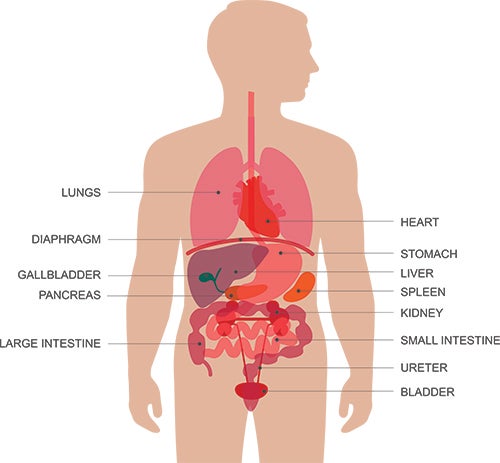 Anatomy of the Body