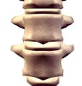 ortho spine Disc