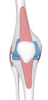 ortho knee ACL