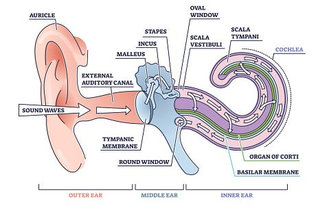 Parts of the Ear Graphic