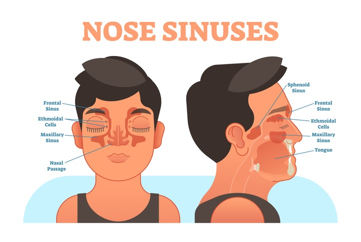 nose sinuses