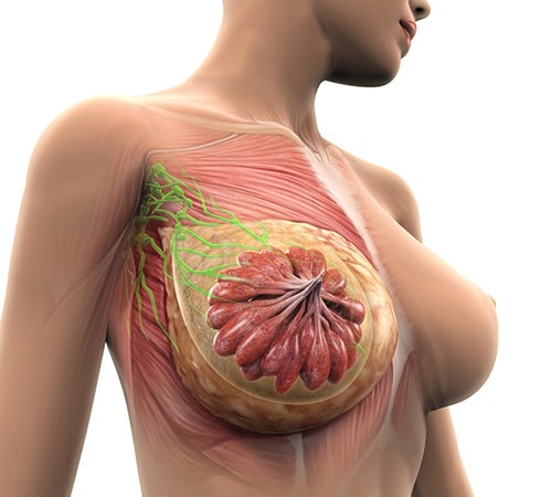 breast lymphatic system
