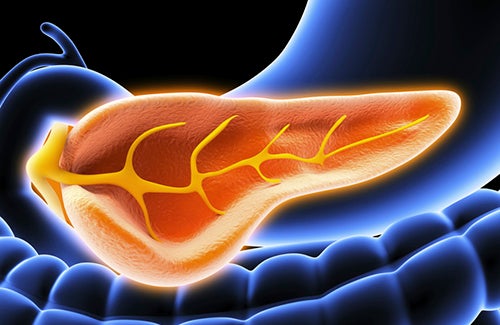 image of pancreas