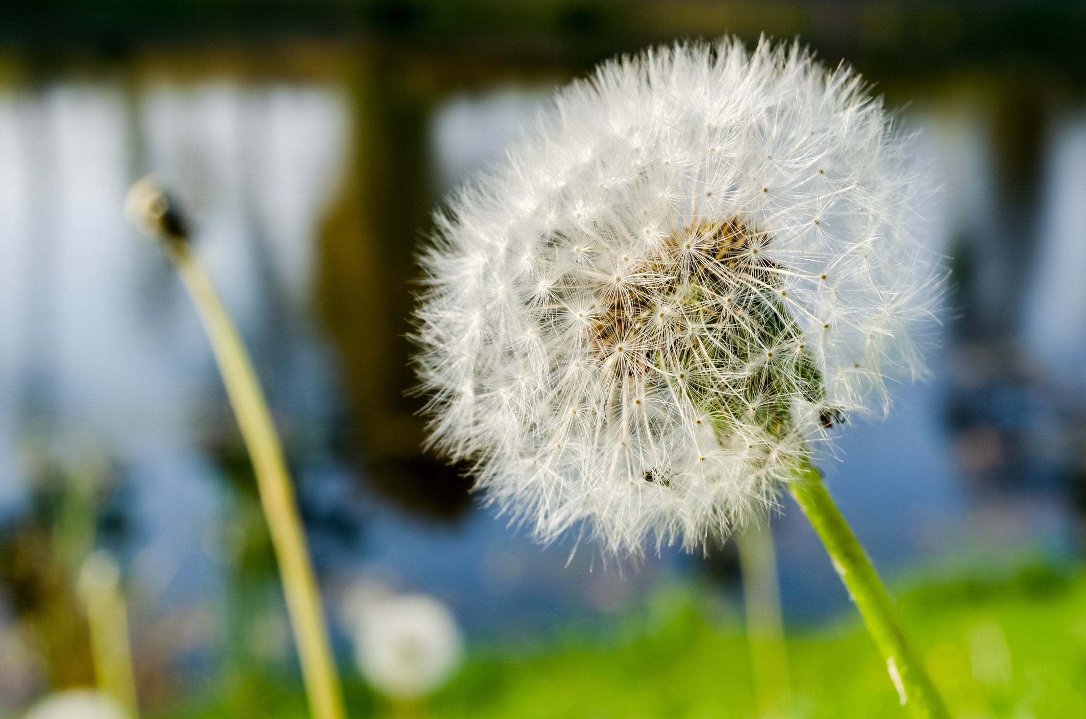 Mature dandelion on lawn near pond