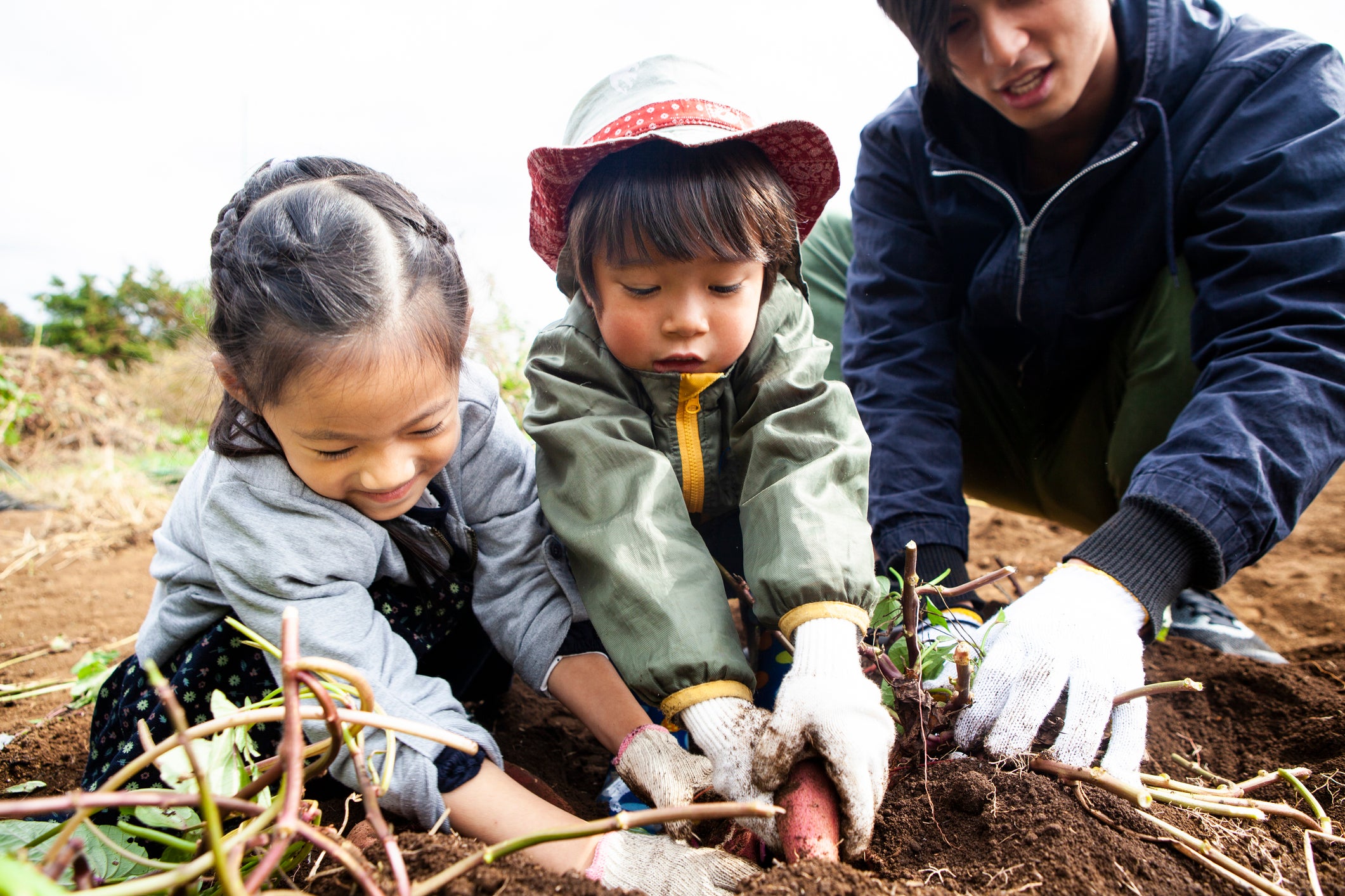 Father and children digging crops
