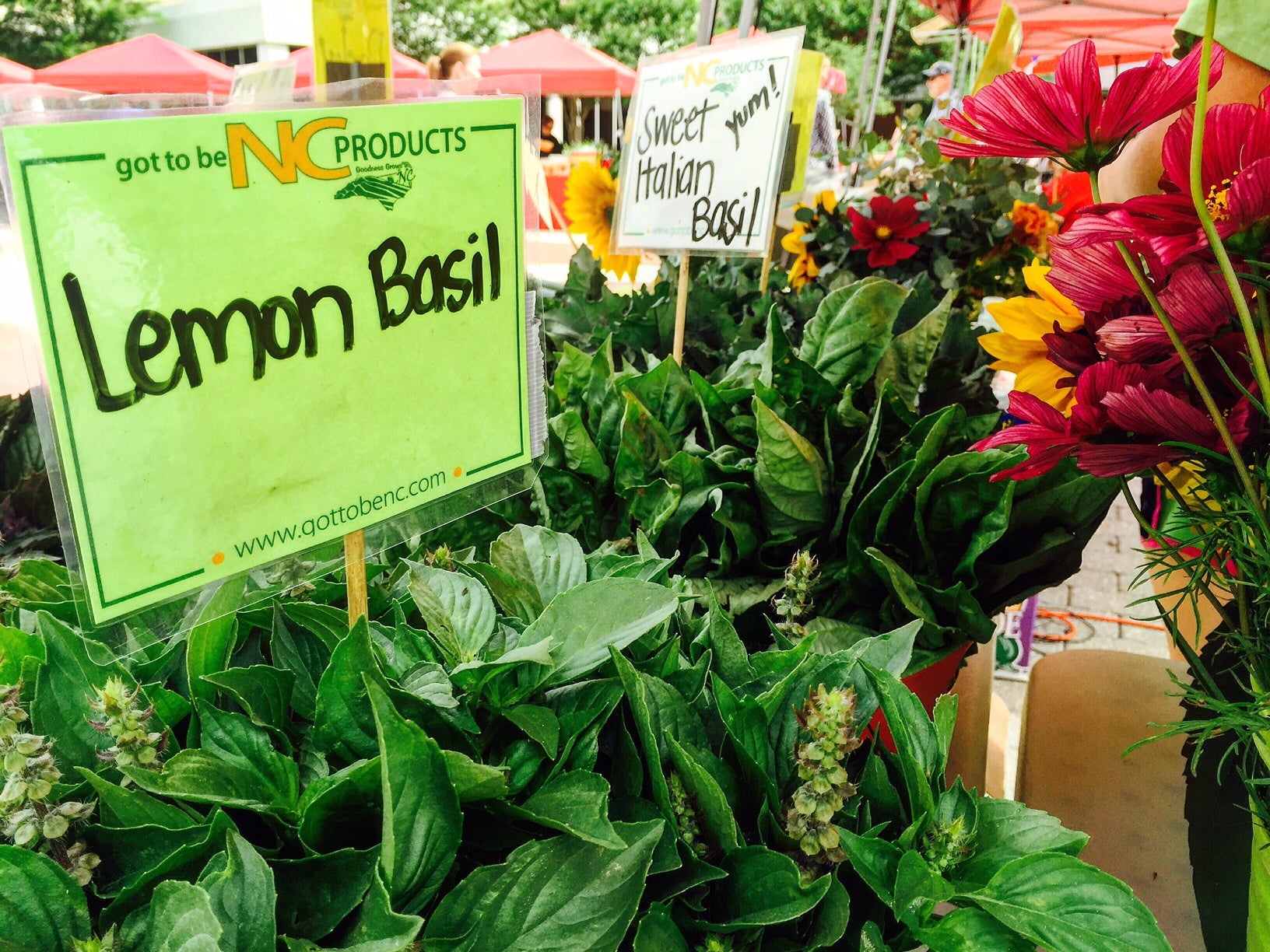 lemon-basil