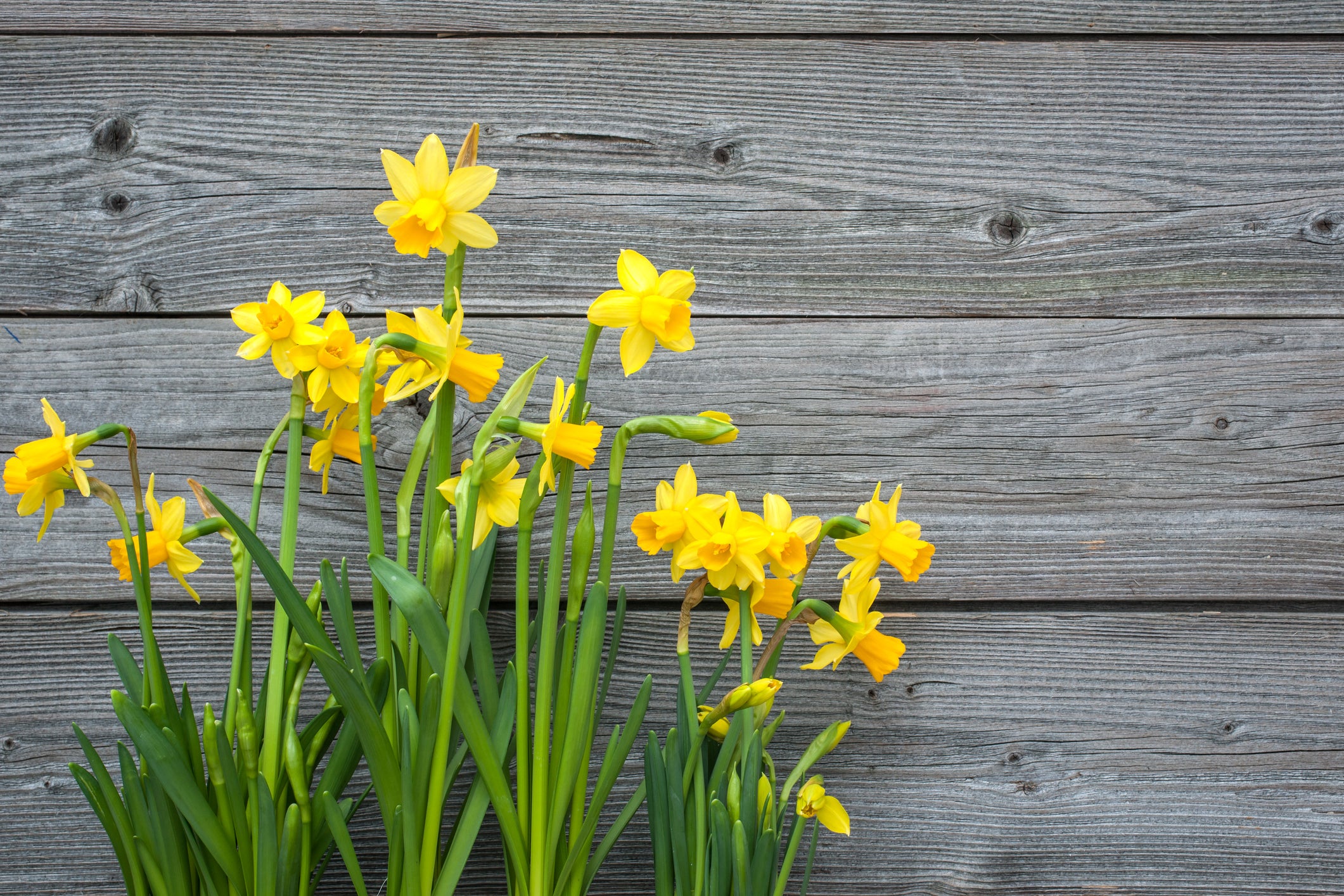 Spring daffodils