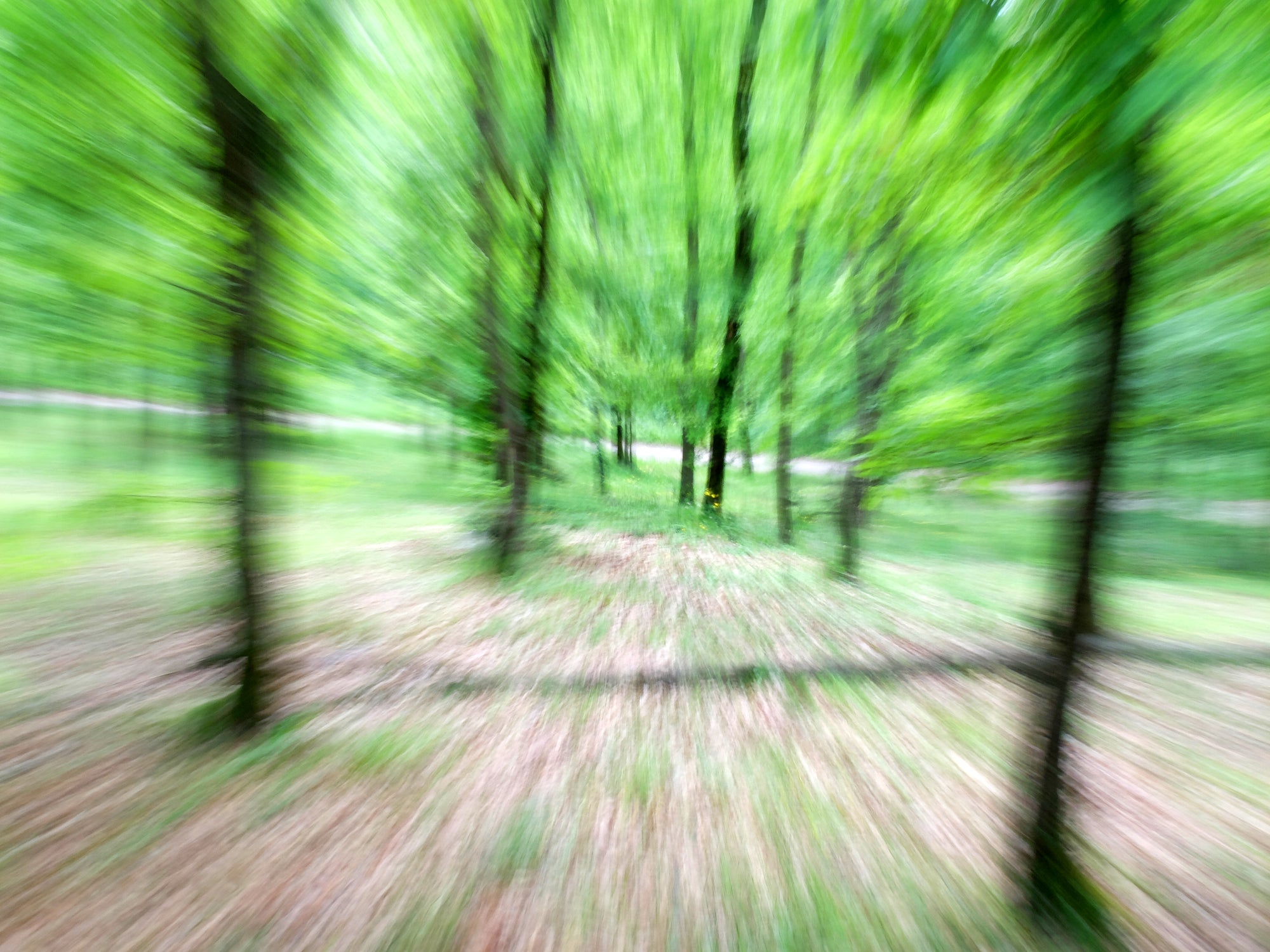 Blurred motion in the forest.