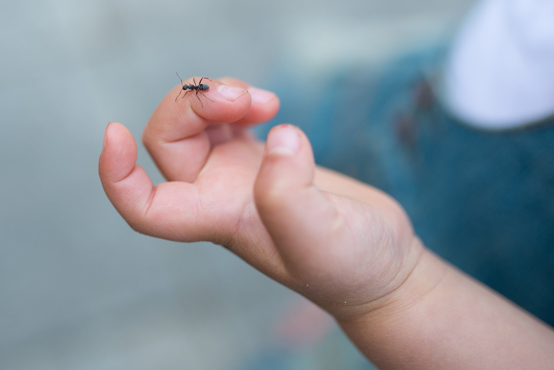 Ant on a child&rsquo;s hand