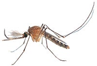 large mosquito