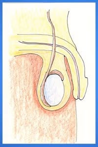 male anatomy