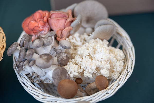 mushroom varieties
