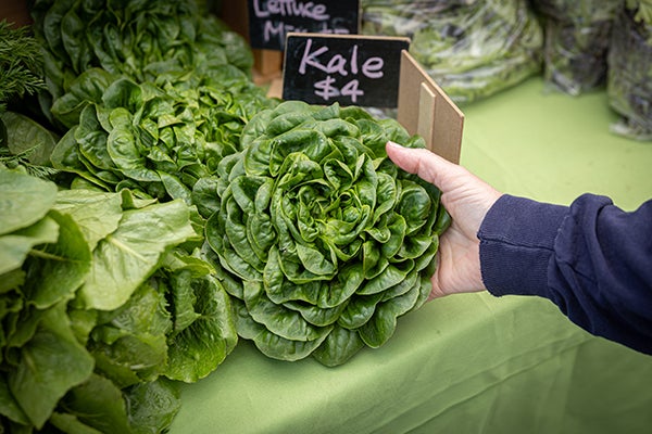 kale for sale