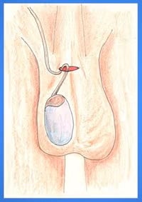 male anatomy 2
